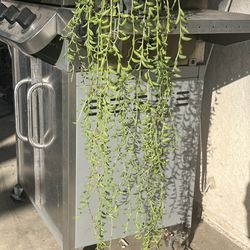 String of Bananas succulent 