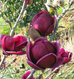 Black Tulip Magnolia Tree 