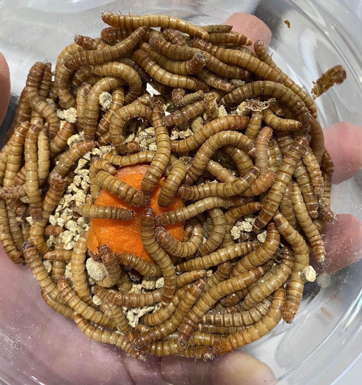 Mealworms 100 For 5 for Sale in Tulare, CA OfferUp