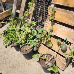 Cantaloupe Potted Plants