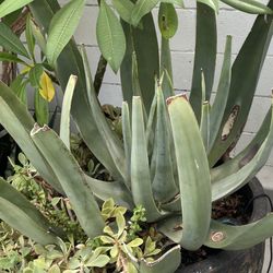 Blue Agave Large With Multiple Bonus Plants POT NOT INCLUDED 
