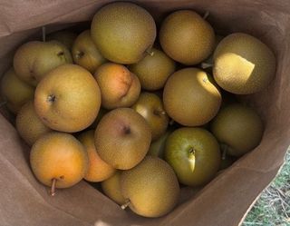 Asian pear