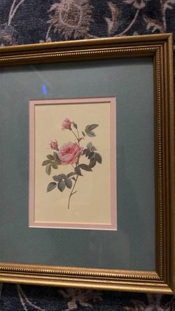 “Rosa Inermis” French court painter and botanist Pierre-Joseph Redouté.