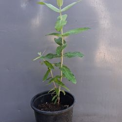 Eucalyptus Nitens Tree