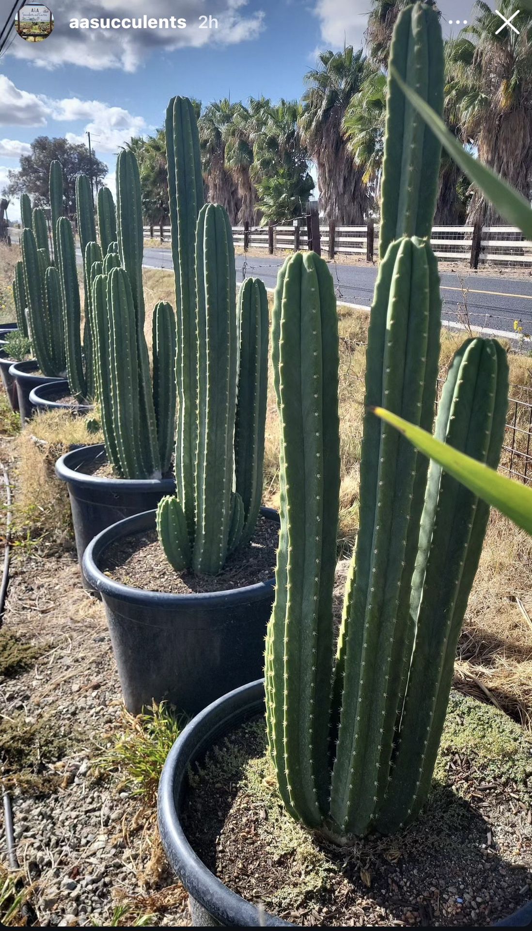 San Pedro Cactus & Apple Cactus & Succulents 