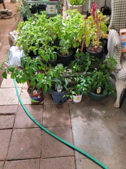 Hot pepper 🌶️ plants