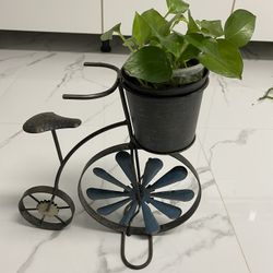 Pothos Plant & Planter