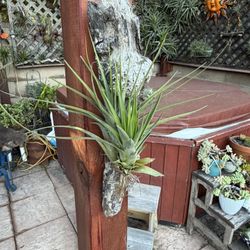Airplants On Driftwood: Many Choices