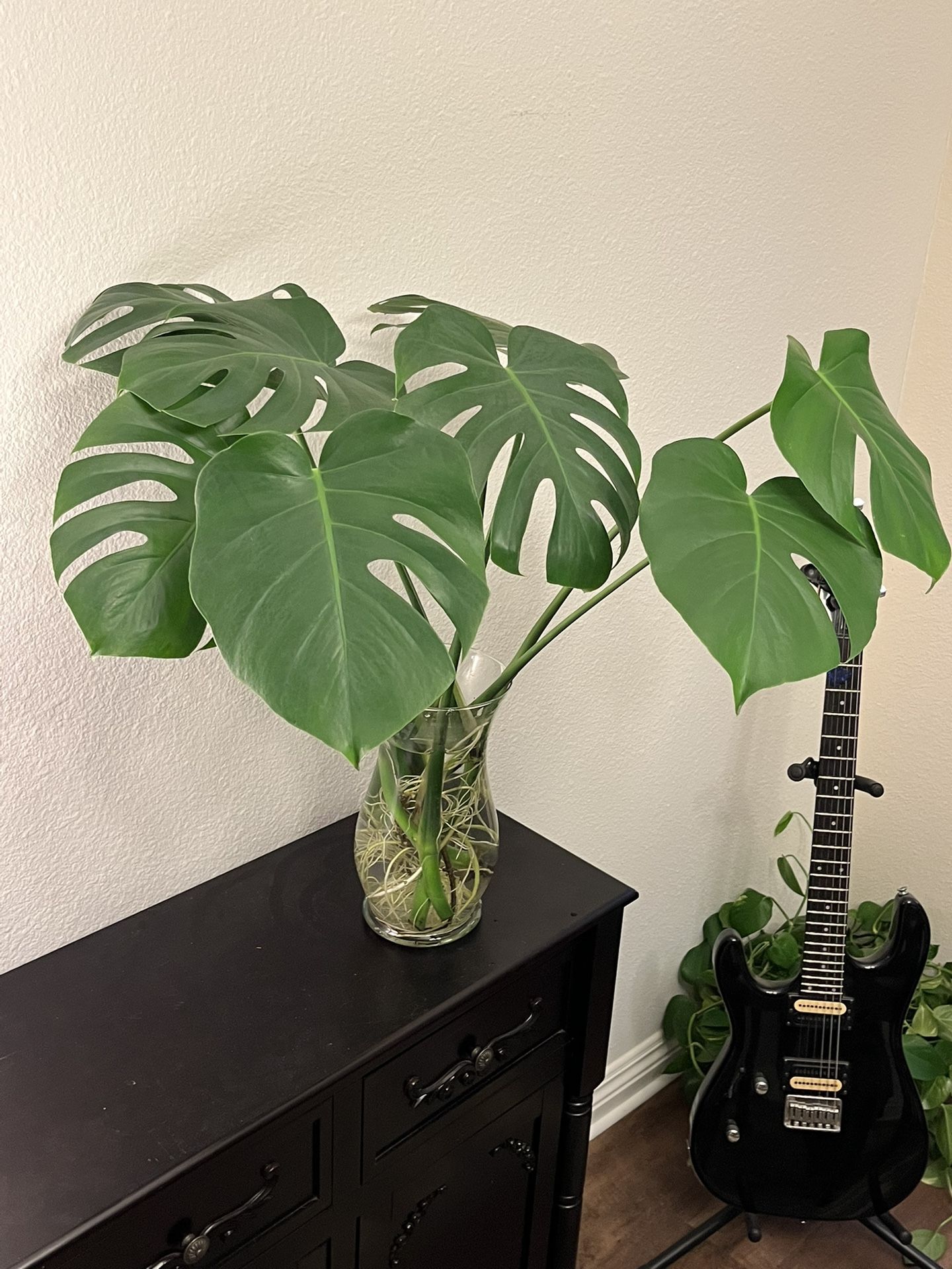 Monstera Cuttings Rooted In Water 