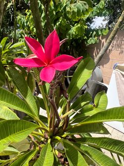 Pink raspberry Plumeria Plant in Bloom