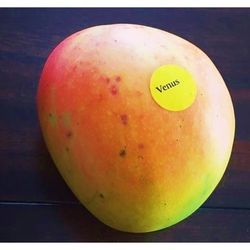Venus Mango Grafted Trees Late Season Mangos