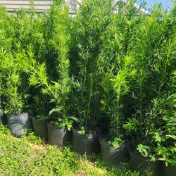 Podocarpus Plants For Privacy!!! 3 Feet Tall! Fertilized 