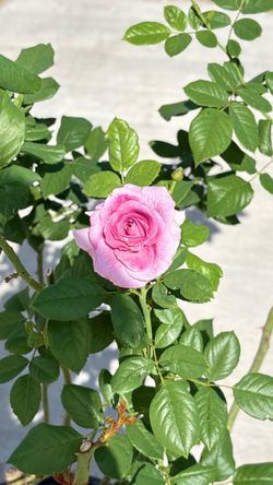 🌹 MELODY PARFUM ROSE — SUPER FRAGRANT & BEAUTIFUL! 🌹