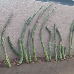 Totem Pole Cactus 🌵 