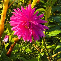 Dahlia Plants Elga Cactus $5 each