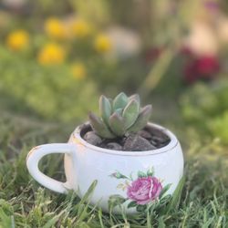 Rose Coffee Mug Succulent Plant Arrangement 
