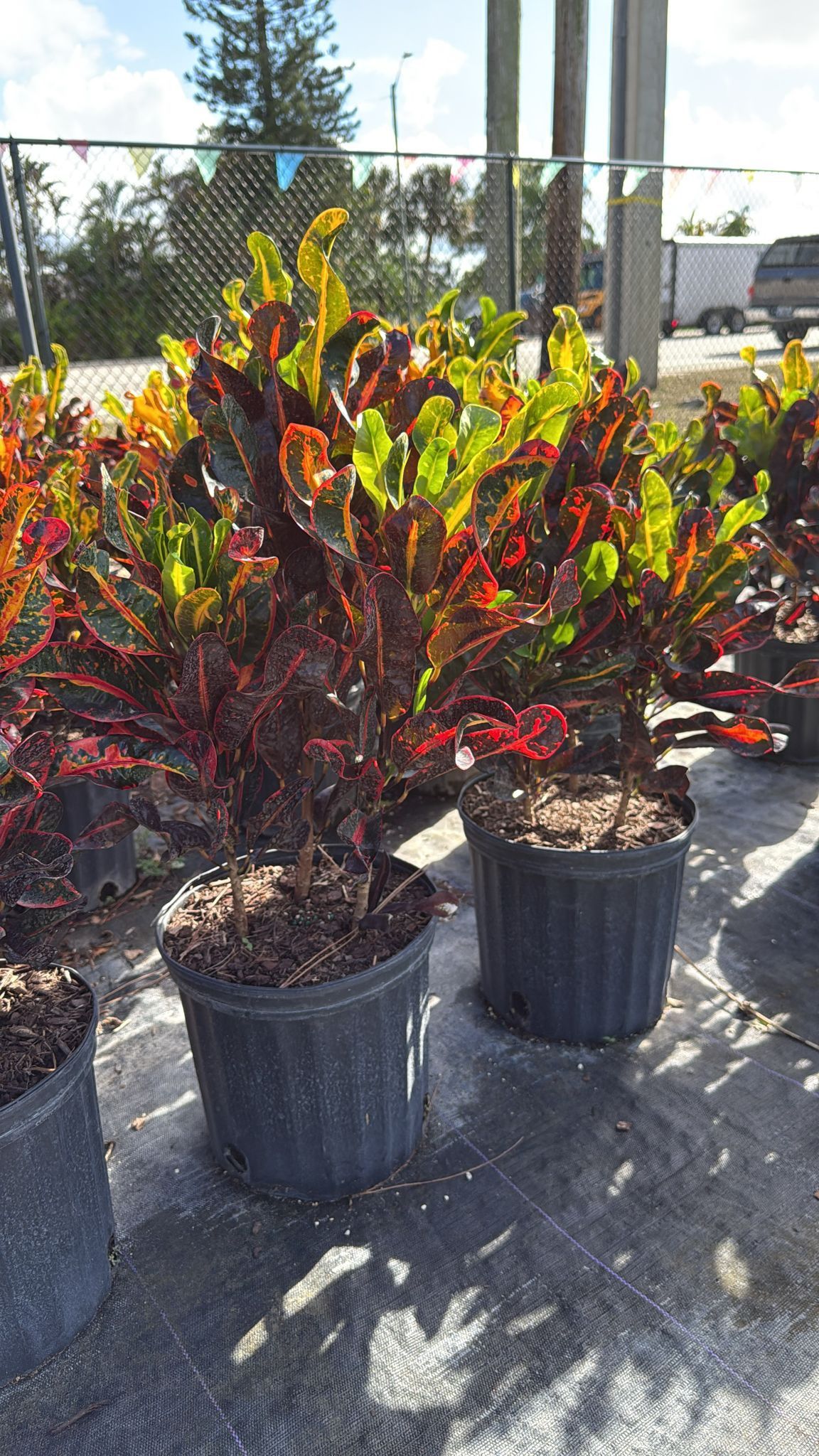 Croton Mammy - 3gl