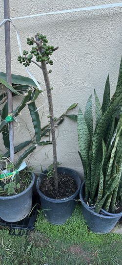 Cojote Corona Plant