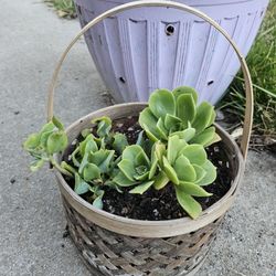 Succulents in hanging basket