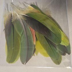 Amazon Parrot Tail feathers 