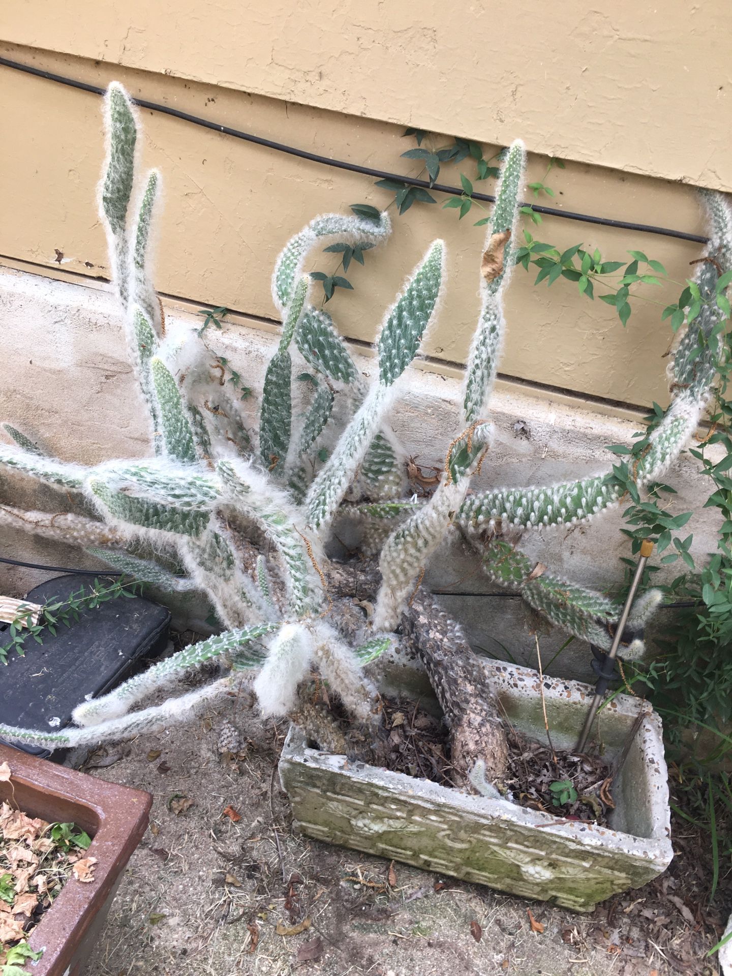 Fuzzy Cactus Plant AND Pot