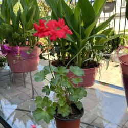 Coral Hybrid Geraniums Plant