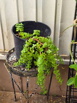 Elephant plant