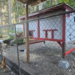 Chicken Coop