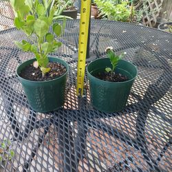 Plant Sale - Texas Mountain Laurel (Small $1, Medium $5)