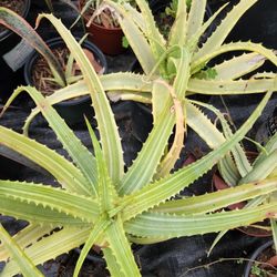 Aloe Arborences Variegated 1-g , No Agave Succulent Plant
