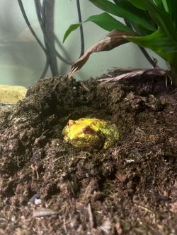 Key lime Pac-Man frog