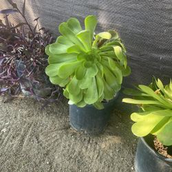 Canary Aeonium