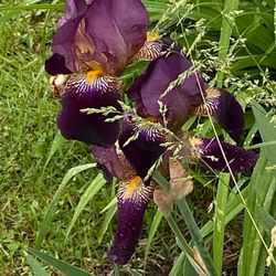 Outdoor Flowers - BEARDED IRISES