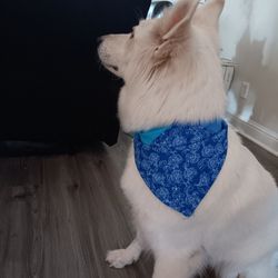 Dog Bandanas 🐶🐾