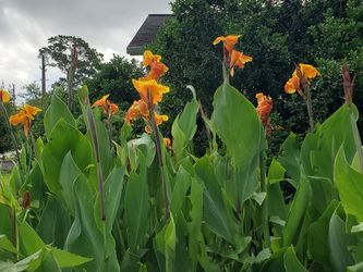 Canna Plant Orange 12 Inches