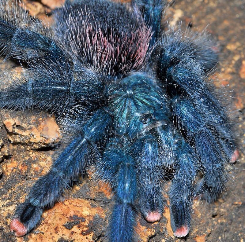 Tarantula Avicularia Azuraklaasi "Powder Blue Pink Toe"
