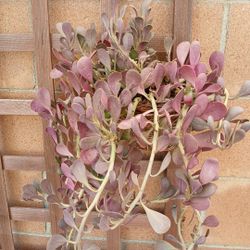 TRAILING SUCCULENT JADE PLANT. GARDEN