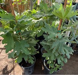 Mission Black Fig Trees In 5G Almost three feet off the ground. $35 Each Price Firm