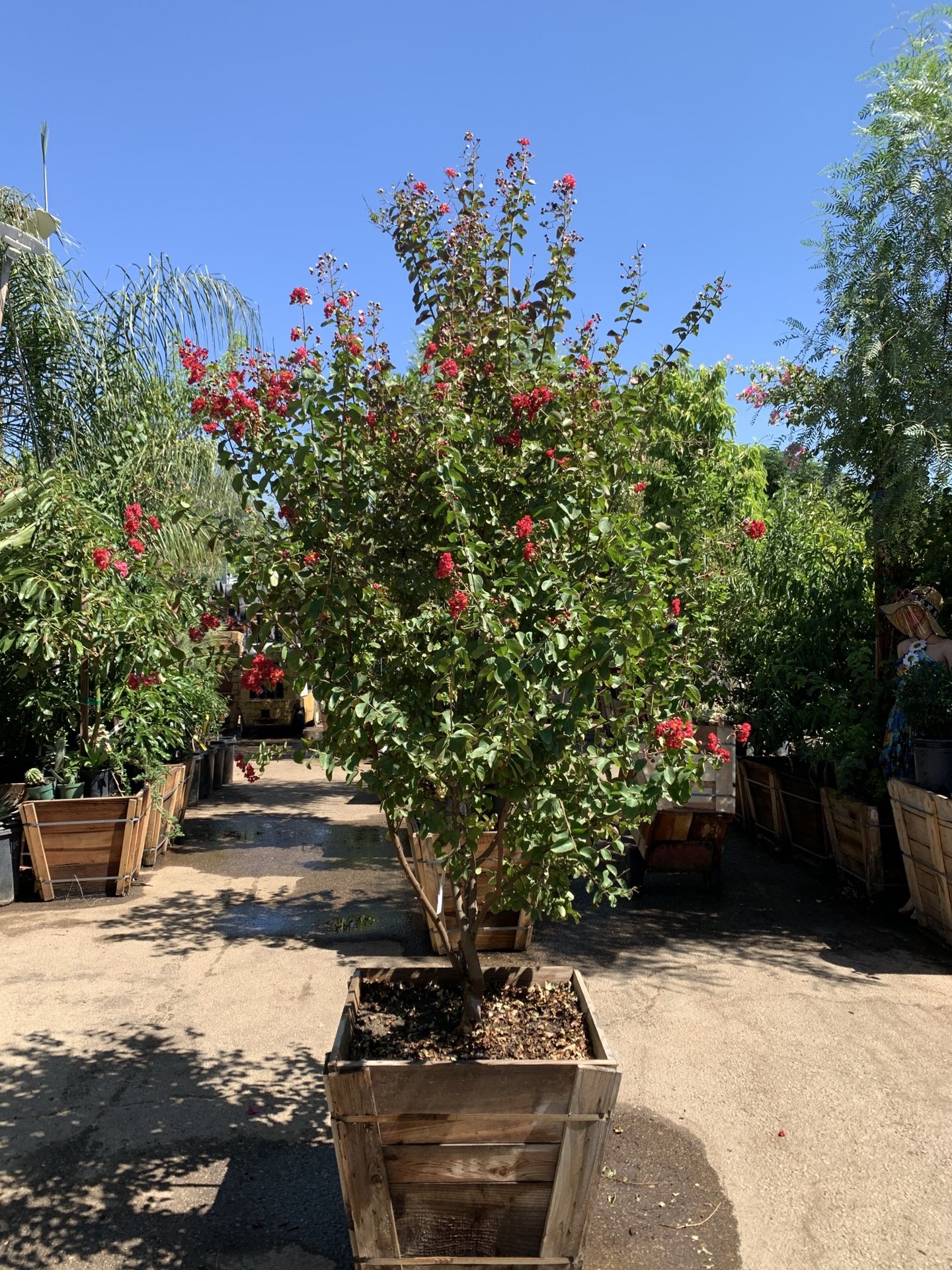 Red Crepe Myrtle Tree