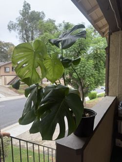 monstera 8in nursery pot