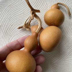 : Dried Mini Birdhouse Gourds - Natural Craft Supplies - Set of 3。Beautifully shaped natural dried mini gourds. Perfect for DIY crafts, fall decor, or