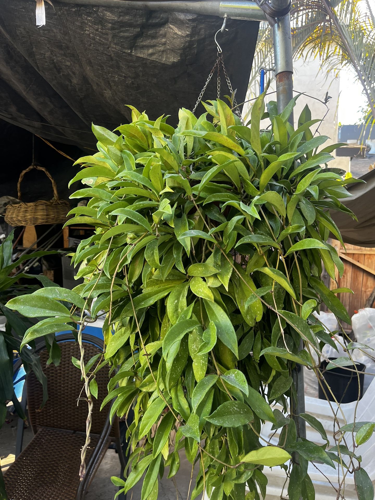 Hung Succulent Plant