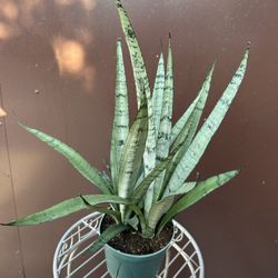6” Sansiveria Silver Princess 