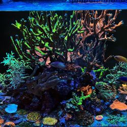 Aquarium Decorations 