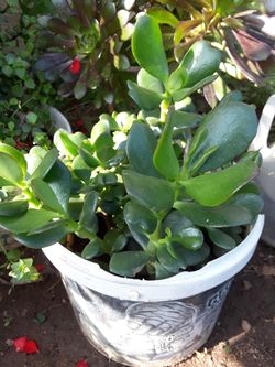 Jade