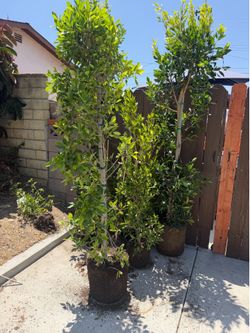 Ficus