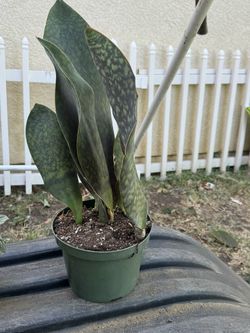 Whale Tale/shark Fin Plant