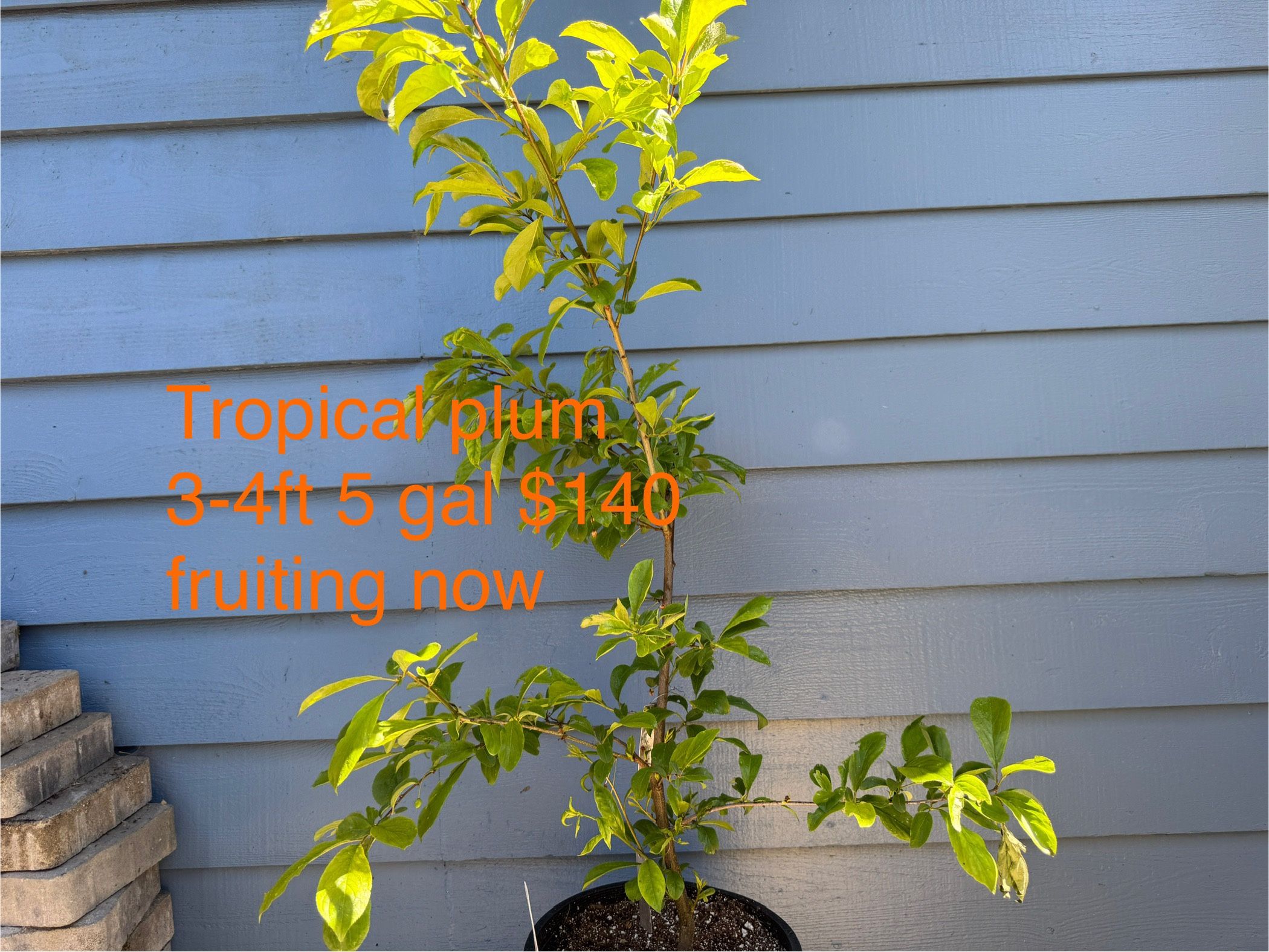 tropical plum tree