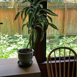 Dracaena In Ceramic Pot