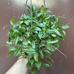 6” hoya lacunosa 